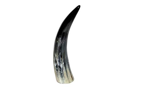 Brillibrum Design Kuhhorn 20cm bis 30cm echtes Horn poliert Watussi Rinderhörner zur Dekoration von Brillibrum