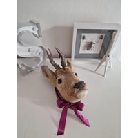 Präpariertes Bambi , Sehr Alt Und Total Niedlich Süß, Rehkopf, Taxidermie, Hirsch Präpariertes Bambi , Sehr Alt Und Total Niedlich Süß, Rehkopf, Taxidermie, Hirsch von BrocAntiqueria