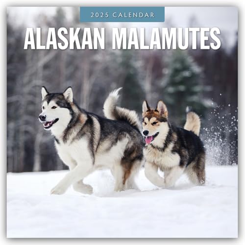 Alaskan Malamutes – Alaskischer Malamute 2025 – 16-Monatskalender: Original Red Robin Publishing Ltd-Kalender [Mehrsprachig] [Kalender] (Wall-Kalender) von Brown Trout-Auslieferer Flechsig
