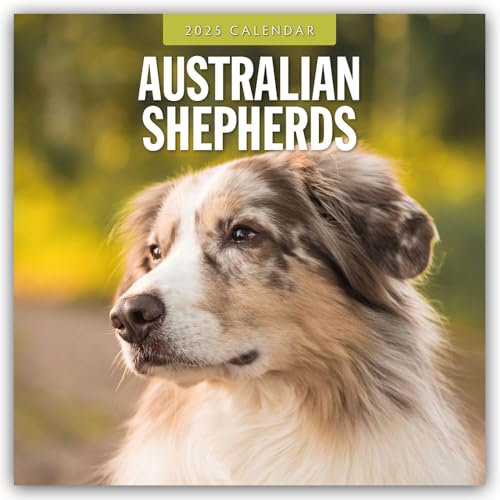 Australian Shepherds – Australian Shepherd 2025 – 16-Monatskalender: Original Red Robin Publishing Ltd-Kalender [Mehrsprachig] [Kalender] (Wall-Kalender) von Brown Trout-Auslieferer Flechsig
