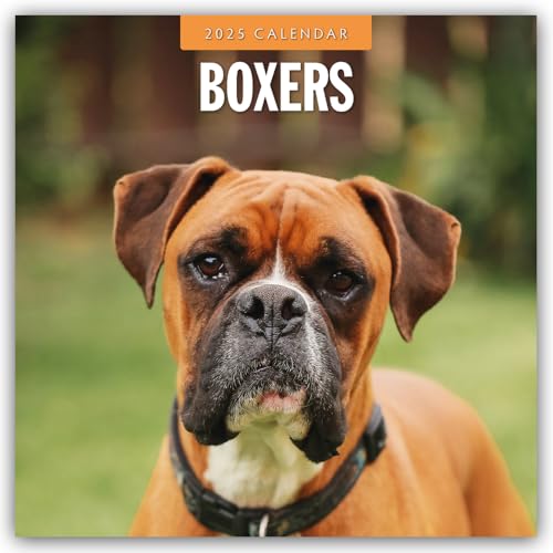 Boxers – Deutscher Boxer 2025 – 16-Monatskalender: Original Red Robin Publishing Ltd-Kalender [Mehrsprachig] [Kalender] (Wall-Kalender) von Brown Trout-Auslieferer Flechsig
