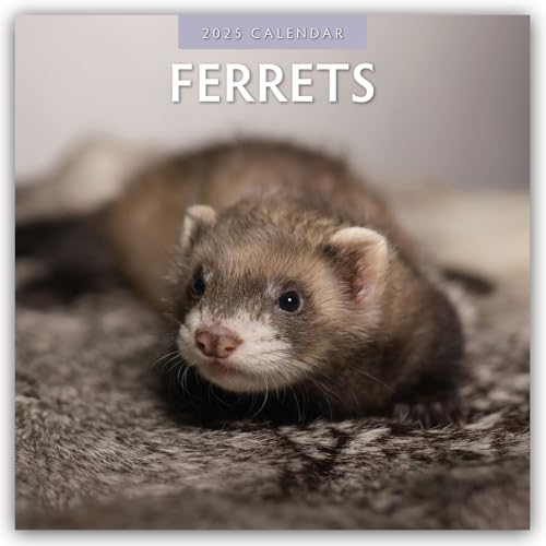 Ferrets – Frettchen 2025 – 16-Monatskalender: Original Red Robin Publishing Ltd-Kalender [Mehrsprachig] [Kalender] (Wall-Kalender) von Brown Trout-Auslieferer Flechsig