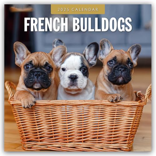 French Bulldogs – Französische Bulldoggen 2025 – 16-Monatskalender: Original Red Robin Publishing Ltd-Kalender [Mehrsprachig] [Kalender] (Wall-Kalender) von Brown Trout-Auslieferer Flechsig
