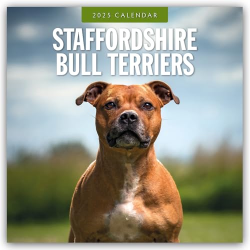 Staffordshire Bull Terriers – Staffordshire Bullterrier 2025 – 16-Monatskalender: Original Red Robin Publishing Ltd-Kalender [Mehrsprachig] [Kalender] (Wall-Kalender) von Brown Trout-Auslieferer Flechsig