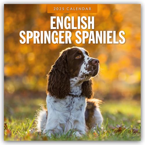 English Springer Spaniels - Englisch Springer Spaniels 2025 - 16-Monatskalender: Original Red Robin Publishing Ltd-Kalender [Mehrsprachig] [Kalender] von BrownTrout