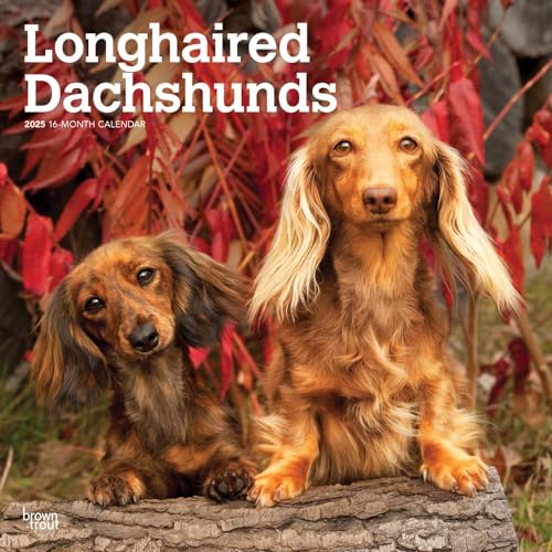Longhaired Dachshunds | 2025 12 x 24 Inch Monthly Square Wall Calendar | Plastic-Free | BrownTrout | Animals Small Dog Breeds von BrownTrout