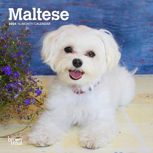 Maltese | 2025 7 x 14 Inch Monthly Mini Wall Calendar | Plastic-Free | BrownTrout | Animals Small Dog Breeds von BrownTrout