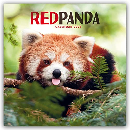 Red Panda – Rote Pandas – Rote Pandabären 2024: Original Carousel-Kalender [Mehrsprachig] [Kalender] (Wall-Kalender) von BrownTrout