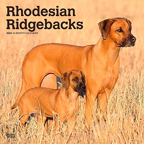 Rhodesian Ridgebacks 2024 Square von BrownTrout
