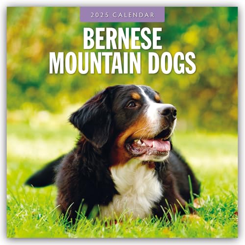 Bernese Mountain Dog – Berner Sennenhund 2025 – 16-Monatskalender: Original Red Robin Publishing Ltd-Kalender [Mehrsprachig] [Kalender] (Wall-Kalender) von Browntrout Verlags GmbH