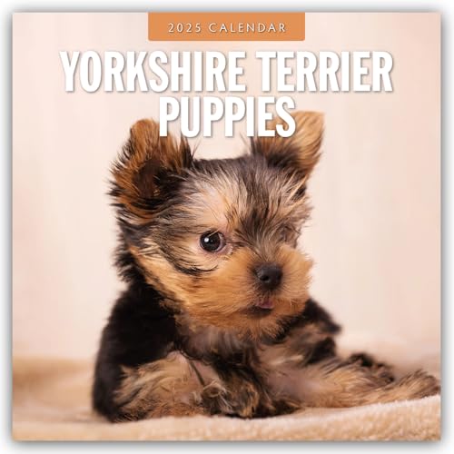 Yorkshire Terrier Puppies – Yorkshire Terrier Hundewelpen 2025 – 16-Monatskalender: Original Red Robin Publishing Ltd-Kalender [Mehrsprachig] [Kalender] (Wall-Kalender) von Browntrout Verlags GmbH