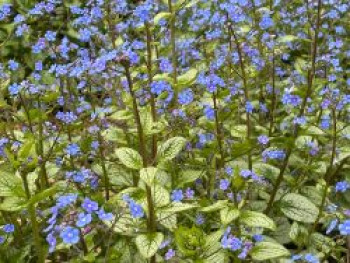 Großblättriges Kaukasusvergissmeinnicht 'Alexandria', Brunnera macrophylla 'Alexandria', Topfware von Brunnera macrophylla 'Alexandria'