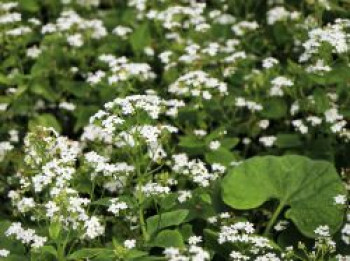 Kaukasus-Vergissmeinnicht 'Betty Bowring', Brunnera macrophylla 'Betty Bowring', Topfware von Brunnera macrophylla 'Betty Bowring'
