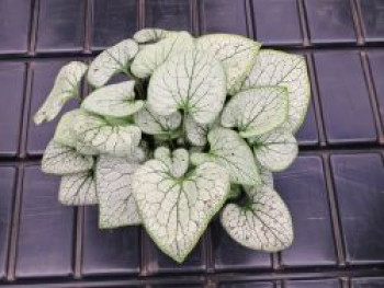 Kaukasusvergissmeinnicht 'SILVER SPEAR' ®, Brunnera macrophylla 'SILVER SPEAR' ®, Topfware von Brunnera macrophylla 'SILVER SPEAR' ®