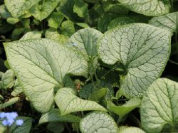 Kaukasus-Vergissmeinnicht 'Silver Heart', Brunnera macrophylla 'Silver Heart', Topfware von Brunnera macrophylla 'Silver Heart'