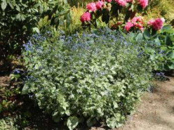 Kaukasus-Vergissmeinnicht 'Sterling Silver', Brunnera macrophylla 'Sterling Silver', Topfware von Brunnera macrophylla 'Sterling Silver'