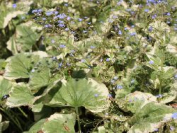Weißrandiges Kaukasus-Vergissmeinnicht 'Variegata', Brunnera macrophylla 'Variegata', Topfware von Brunnera macrophylla 'Variegata'