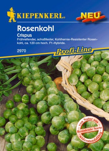 Rosenkohl Crispus von Bruno Nebelun GmbH