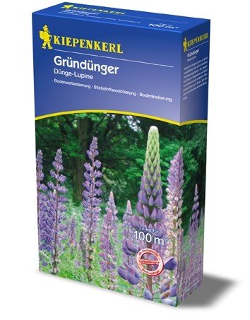 Dünge-Lupine, 2 kg von Bruno Nebelung GmbH