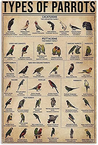 Blechschild "Types Of Parrots Knowledge" Metallschild, Frauenhöhle, klassische Dekoration, Zuhause, Garage, Bar, Schild, Kaffee, Bauernhof, Küche, Wand, Heimdekoration, 20,3 x 30,5 cm von Btber