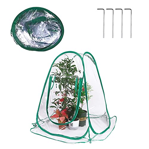 Buachois Greenhouse Mini Pflanzenabdeckung, 70 x 70 x 80 cm Pop -up -Gewächshausabdeckung mit 4 festen Nägeln, transparentem PVC Mini kleines Wachstumsplanthauszelt für von Buachois