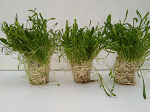 3 Stc Große Portion Lilaeopsis Novae Zelandiae Neuseelandgras Vordergrund von Bubbacare