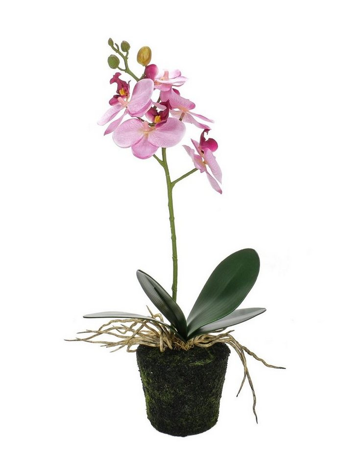 Kunstpflanze Phalaenopsis Orchidee, Bubble-Store, Orchidee von Bubble-Store