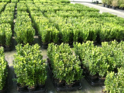 100 Buchsbaum Pflanzen im Topf, Buxus sempervirens, Höhe: 10-15 cm von Pflanzen Böring