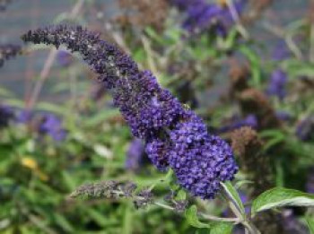 Schmetterlingsflieder / Sommerflieder 'Adonis Blue', 30-40 cm, Buddleja davidii 'Adonis Blue', Containerware von Buddleja davidii 'Adonis Blue'