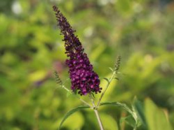 Schmetterlingsflieder / Sommerflieder 'African Queen', 40-60 cm, Buddleja davidii 'African Queen', Containerware von Buddleja davidii 'African Queen'