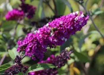 Schmetterlingsflieder / Sommerflieder 'Berries and Cream', Buddleja davidii 'Berries and Cream', Topfware von Buddleja davidii 'Berries and Cream'