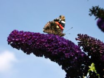 Schmetterlingsflieder / Sommerflieder 'Black Knight', 80-100 cm, Buddleja davidii 'Black Knight', Containerware von Buddleja davidii 'Black Knight'