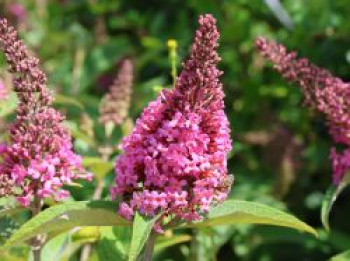 Zwerg-Schmetterlingsflieder / Zwerg-Sommerflieder Butterfly Candy ® 'Little Pink', Buddleja davidii Butterfly Candy ® 'Little Pink', Containerware von Buddleja davidii Butterfly Candy ® 'Little Pink'