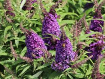 Zwerg-Schmetterlingsflieder / Zwerg-Sommerflieder Butterfly Candy ® 'Little Purple', Buddleja davidii Butterfly Candy ® 'Little Purple', Containerware von Buddleja davidii Butterfly Candy ® 'Little Purple'
