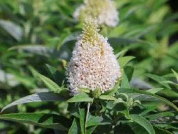 Zwerg-Schmetterlingsflieder / Zwerg-Sommerflieder Butterfly Candy ® 'Little White', Buddleja davidii Butterfly Candy ® 'Little White', Containerware von Buddleja davidii Butterfly Candy ® 'Little White'