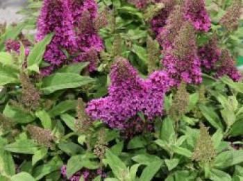 Zwerg-Schmetterlingsflieder / Zwerg-Sommerflieder Butterfly Candy ® 'Little Cerise', 10-20 cm, Buddleja davidii Butterfly Candy ® 'Little Cerise', Topfware von Buddleja davidii Butterfly Candy ® 'Little Cerise'