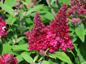 Zwerg-Schmetterlingsflieder / Zwerg-Sommerflieder Butterfly Candy ® 'Little Ruby', Buddleja davidii Butterfly Candy ® 'Little Ruby', Containerware von Buddleja davidii Butterfly Candy ® 'Little Ruby'