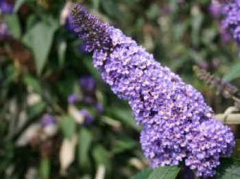 Sommerflieder / Schmetterlingsstrauch 'Ellen's Blue', 60-100 cm, Buddleja davidii 'Ellen's Blue', Containerware von Buddleja davidii 'Ellen's Blue'