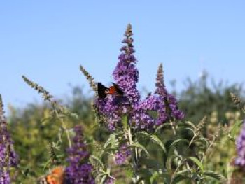 Sommerflieder / Schmetterlingsstrauch 'Empire Blue', 80-100 cm, Buddleja davidii 'Empire Blue', Containerware von Buddleja davidii 'Empire Blue'