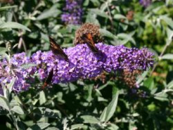 Sommerflieder / Schmetterlingsstrauch 'Lochinch', 60-100 cm, Buddleja davidii 'Lochinch', Containerware von Buddleja davidii 'Lochinch'