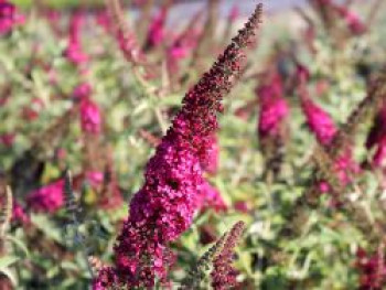 Schmetterlingsflieder / Sommerflieder 'Miss Molly', Buddleja davidii 'Miss Molly', Containerware von Buddleja davidii 'Miss Molly'