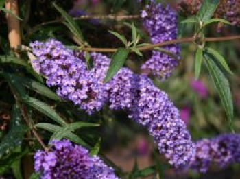 Sommerflieder / Schmetterlingsstrauch 'Nanho Blue', 40-60 cm, Buddleja davidii 'Nanho Blue', Containerware von Buddleja davidii 'Nanho Blue'