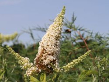 Sommerflieder / Schmetterlingsstrauch 'Peace', Buddleja davidii 'Peace', Topfware von Buddleja davidii 'Peace'