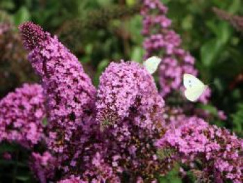 Sommerflieder / Schmetterlingsstrauch 'Pink Delight', 100-125 cm, Buddleja davidii 'Pink Delight', Containerware von Buddleja davidii 'Pink Delight'