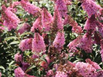 Schmetterlingsflieder / Sommerflieder 'Pink Panther', Buddleja davidii 'Pink Panther', Containerware von Buddleja davidii 'Pink Panther'