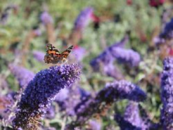 Sommerflieder / Schmetterlingsstrauch 'Reve de Papillon' ® Blue, 40-60 cm, Buddleja davidii 'Reve de Papillon' ® Blue, Containerware von Buddleja davidii 'Reve de Papillon' ® Blue