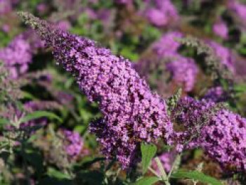 Sommerflieder / Schmetterlingsstrauch 'Reve de Papillon' ® Pink, 40-60 cm, Buddleja davidii 'Reve de Papillon' ® Pink, Containerware von Buddleja davidii 'Reve de Papillon' ® Pink