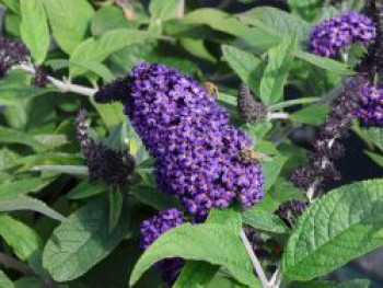 Schmetterlingsflieder / Sommerflieder 'Rocketstar ® Indigo', Buddleja davidii 'Rocketstar ® Indigo', Containerware von Buddleja davidii 'Rocketstar ® Indigo'