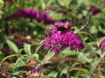 Sommerflieder / Schmetterlingsstrauch 'Royal Red', 80-100 cm, Buddleja davidii 'Royal Red', Containerware von Buddleja davidii 'Royal Red'