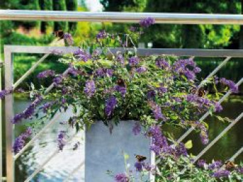 Zwerg-Schmetterlingsflieder / Zwerg-Sommerflieder Summer Lounge ® (Lila), Buddleja davidii Summer Lounge ® (Lila), Containerware von Buddleja davidii Summer Lounge ® (Lila)